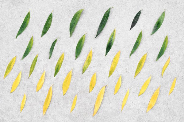 Quels sont les défis et les avantages liés à la transition écologique ?